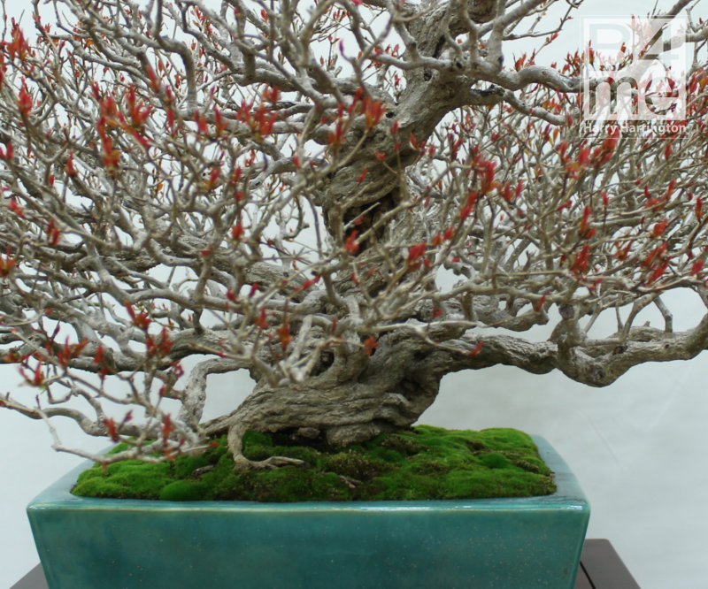 Punica granatum/Pomegranate bonsai